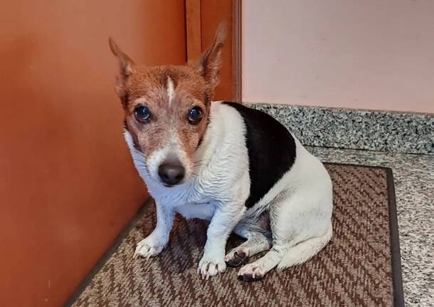 La cagnolina Dea scomparsa a Gavirate