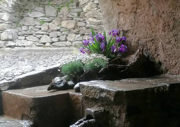 Garabiolo in fiore