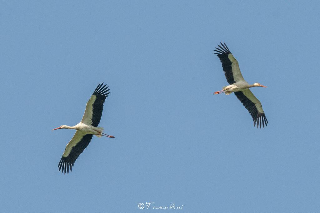 Sono tornate le cicogne