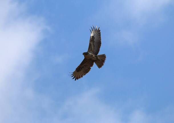 uccelli rapaci birdwatching