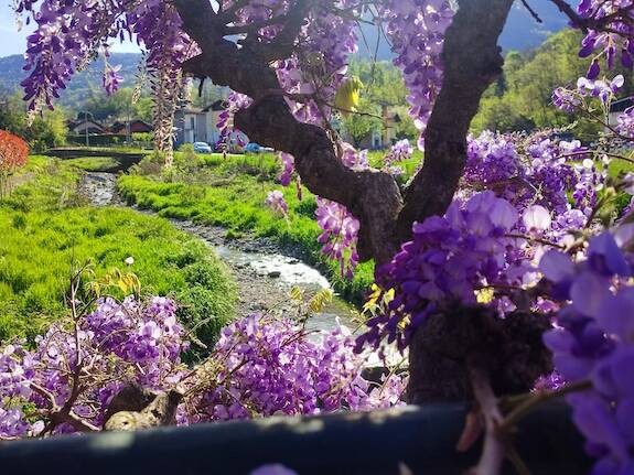 Un ponte di glicine a Portovaltravaglia