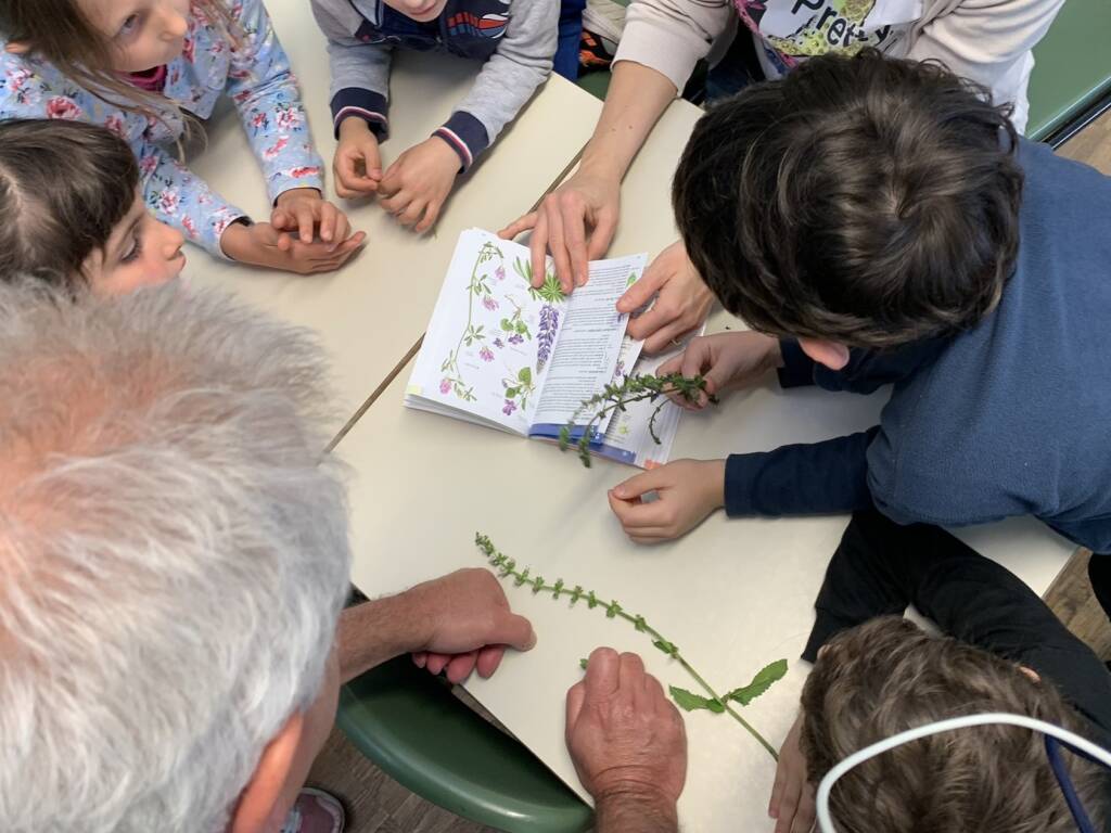 bioblitz 2024 nel giardino della primaria manzoni di morosolo