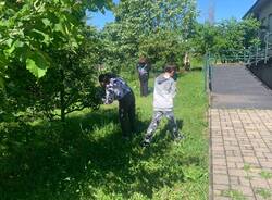 bioblitz 2024 nel giardino della primaria manzoni di morosolo