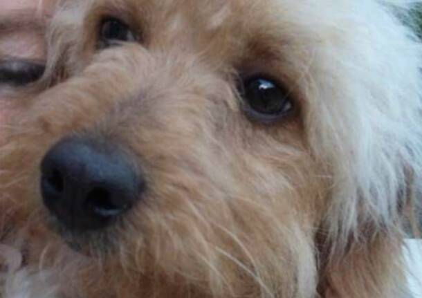 Riportiamo a casa la barboncina Birba che si è persa a Cuveglio