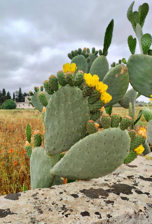 Cammino del Salento: da Lecce a Sternatia