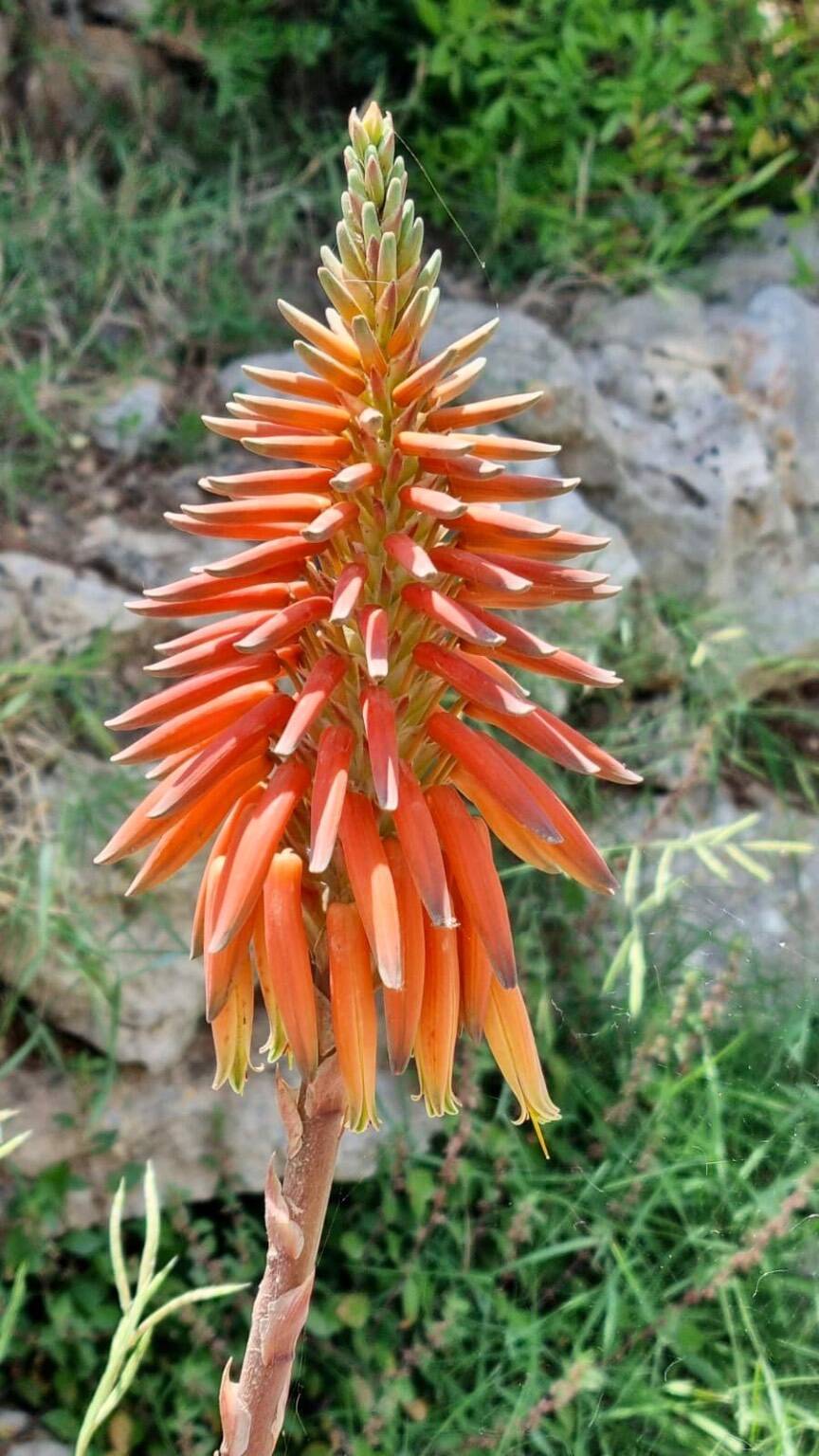 Cammino del Salento Santa Maria di Leuca