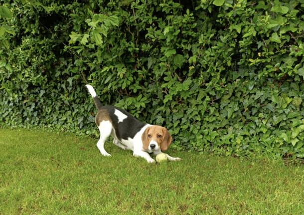 Chi ha perso questo cagnolino a Casciago?