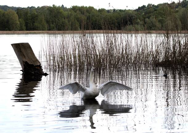 L’eleganza del cigno