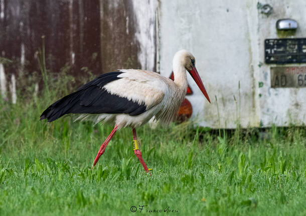 Cicogna “in sosta” al campo di volo di Calcinate nelle foto di Franco Aresi