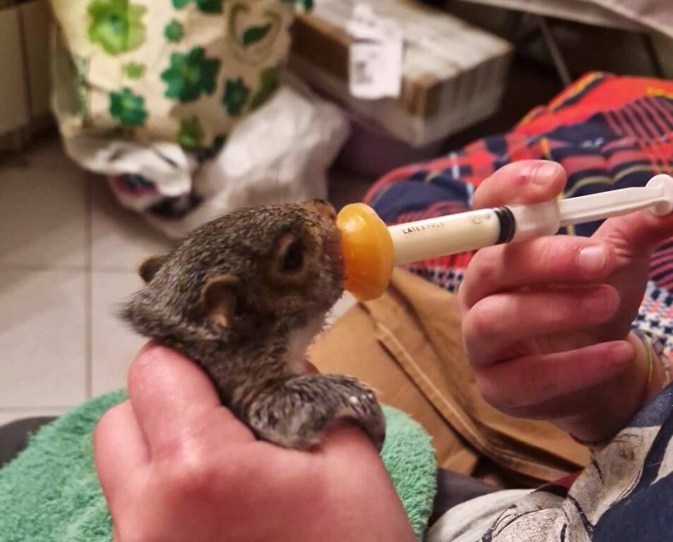 cuccioli lattanti 
