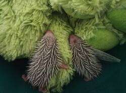 cuccioli lattanti 
