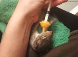 cuccioli lattanti 