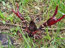 gambero della louisiana valle del lanza