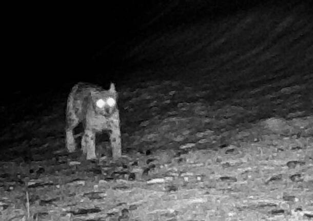 Lince Gran Paradiso