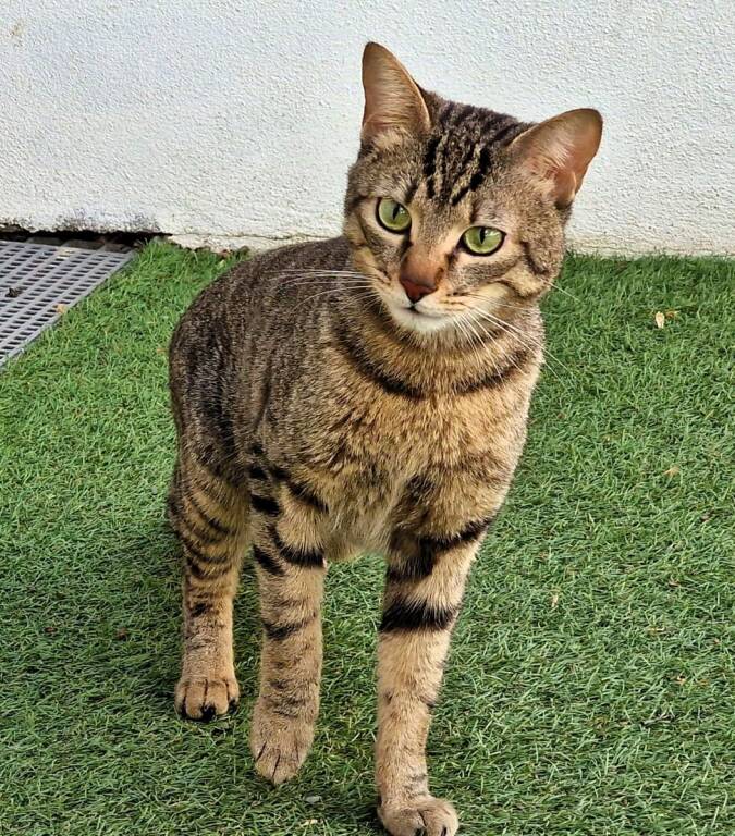 pomodoro gatto cerca casa