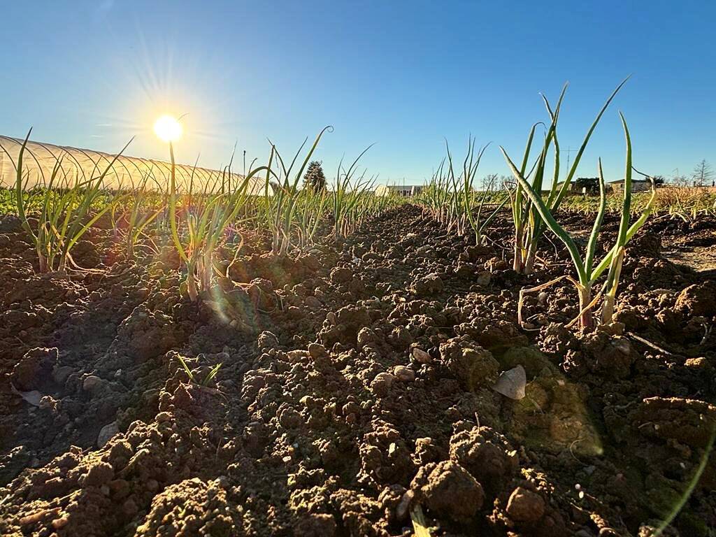 Quale agricolurra? Evento DES Va – Distretto di Economia Solidale di Varese