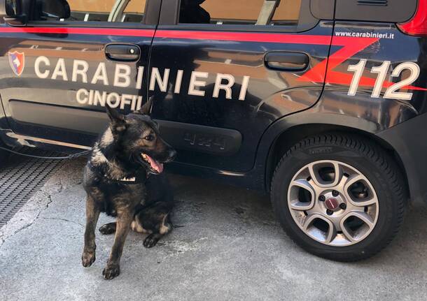 Unità cinofila carabinieri