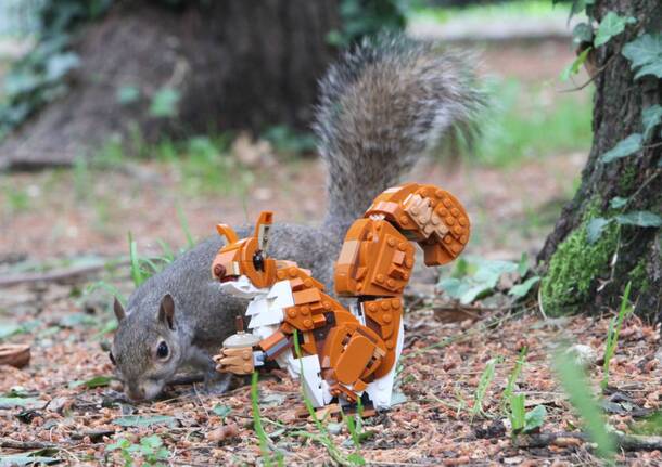Al Parco Castello di Legnano: l’incontro fra scoiattolo e scoiattoLEGO