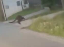 canguro divignano