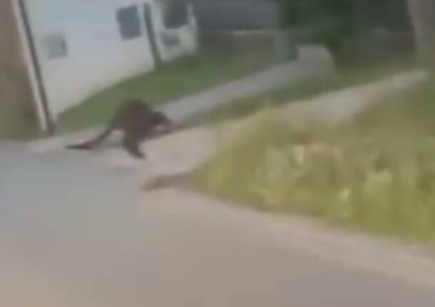 canguro divignano