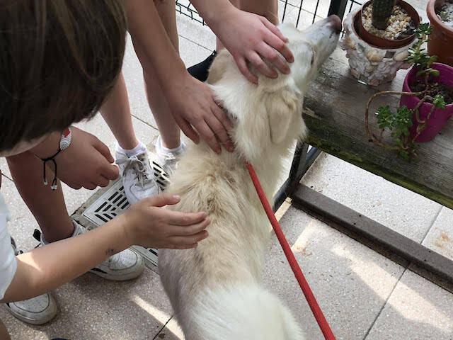 Gli alunni della \"Pascoli\" al canile di Busto Arsizio