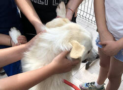 Gli alunni della \"Pascoli\" al canile di Busto Arsizio