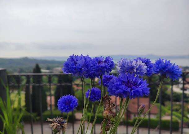 Bellezza e rarità della natura a ComeRaro