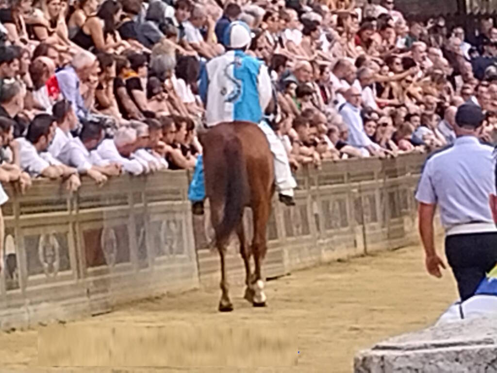 Dalla Provaccia di Legnano al Palio di Siena, "Ares Elce" ai canapi con il Leocorno