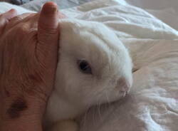 pet therapy hospice ciac