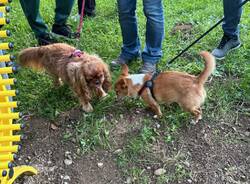 Vedano Olona - Una panchina gialla per i diritti umani