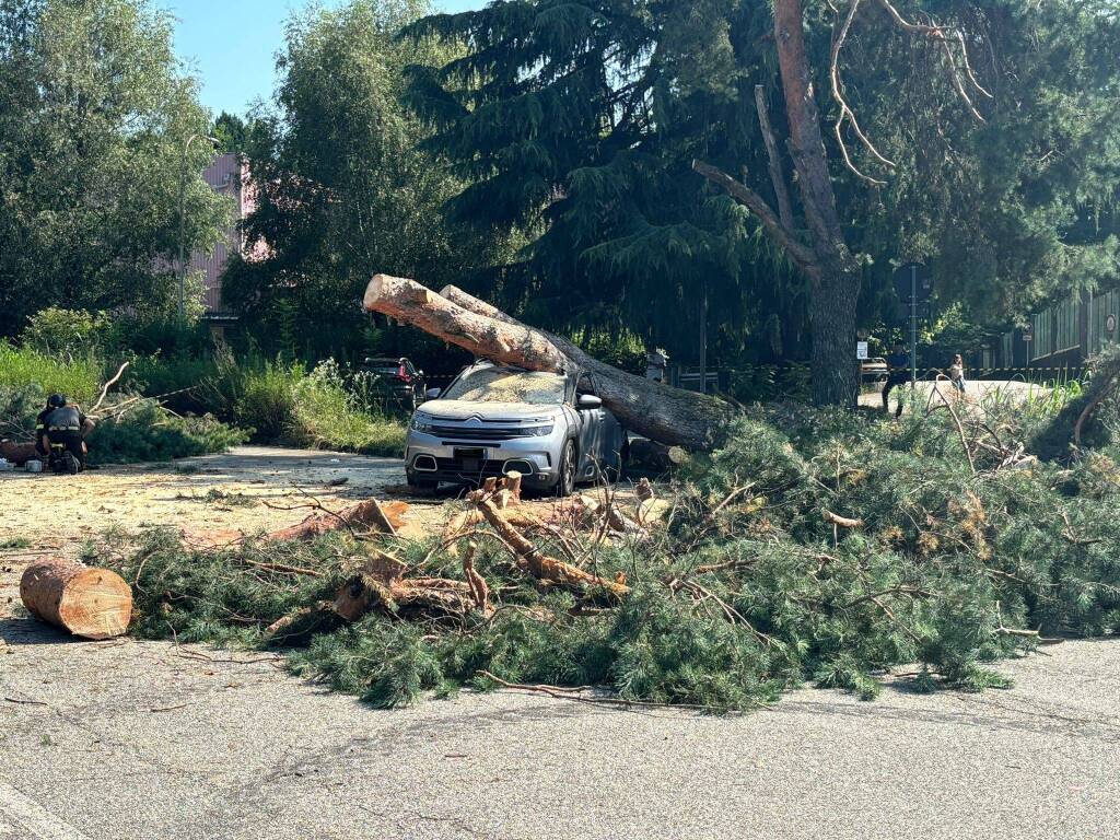 albero auto parcheggio ats insubria varese