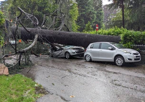 albero caduto tempesta