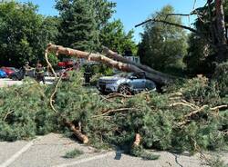 albero crollato auto varese