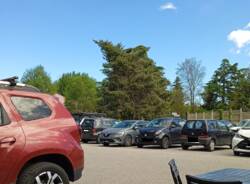 albero storto parcheggio