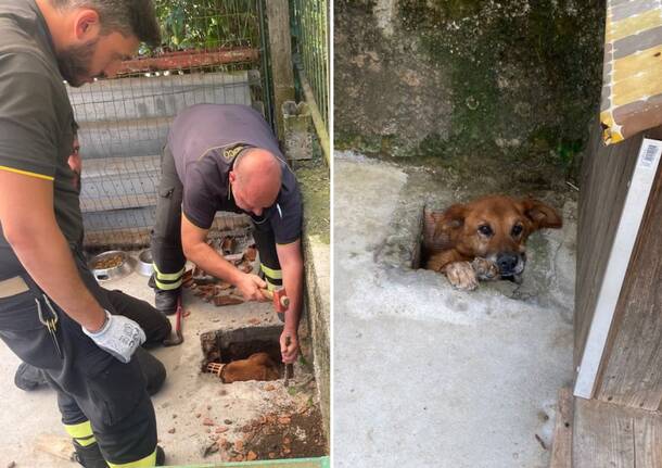 cane liberato vigili del fuoco