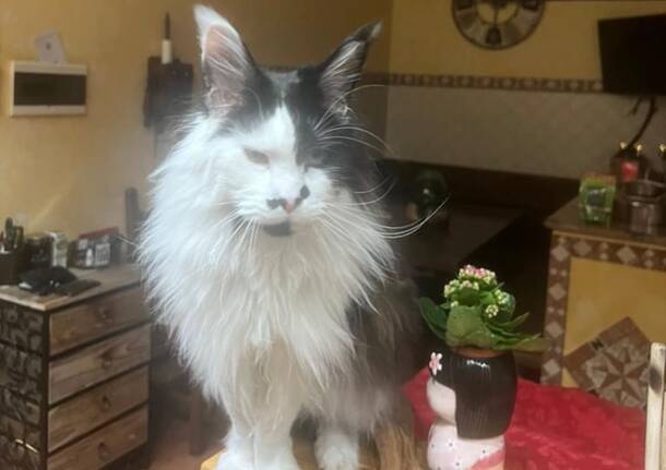 Gatto cerro m