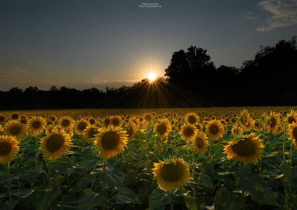 Girasoli al tramonto