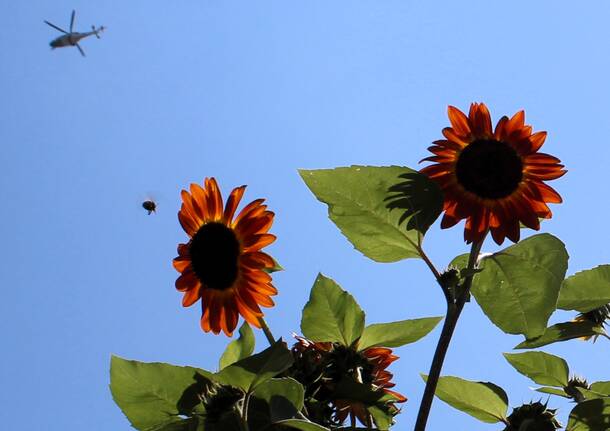 Girasoli