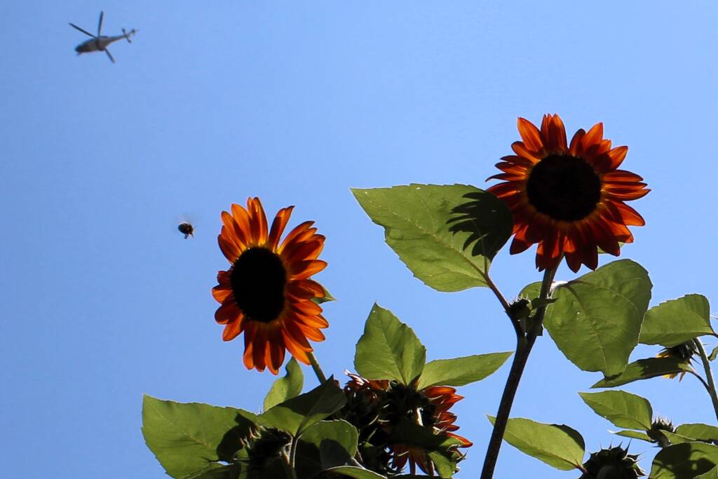 Girasoli
