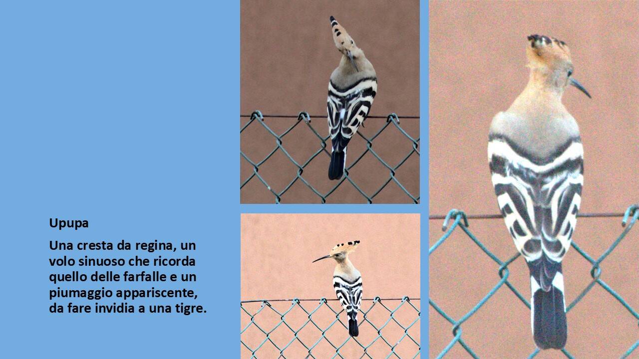 Upupa