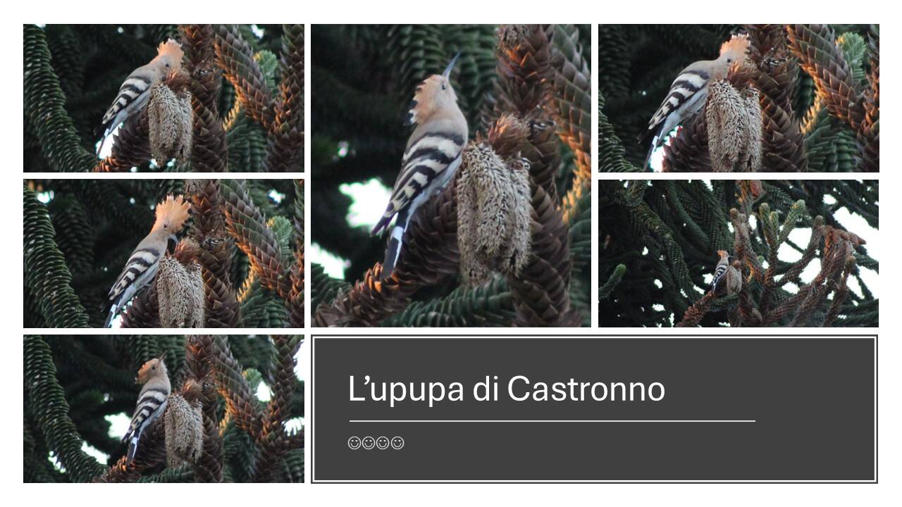 L\'upupa di Castronno