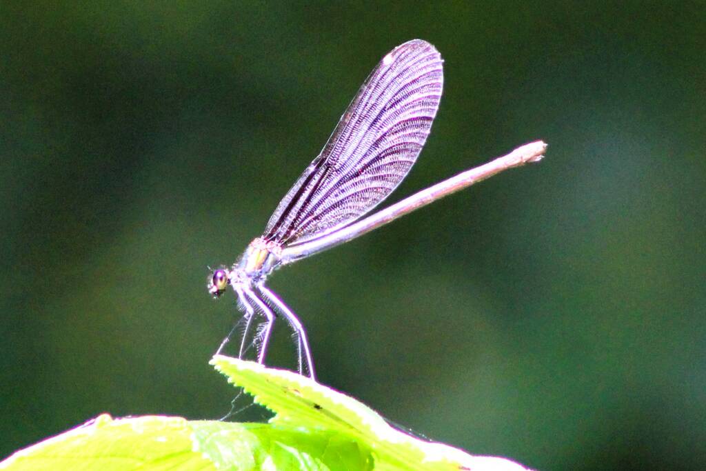 Inseguendo una libellula