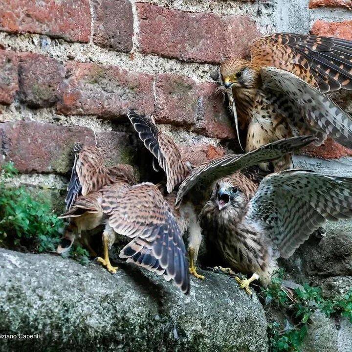 Cislago, i gheppi - Foto di Tiziano Capenti