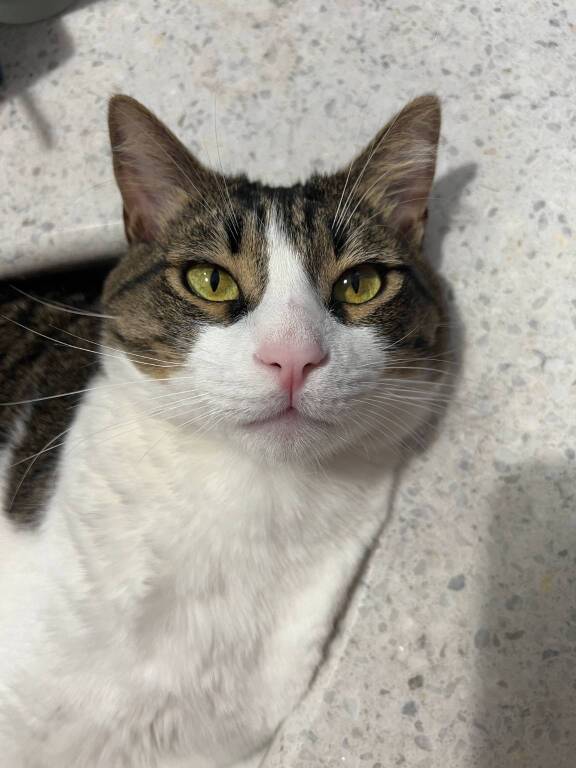 gatto sheva
