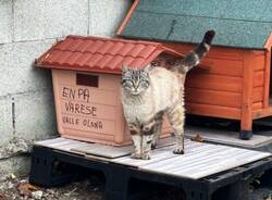 Saronno - Gattile Enpa saronno