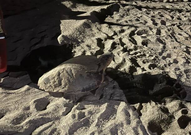tartaruga caretta caretta pietra ligure