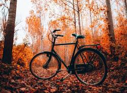 bicicletta bosco autunno