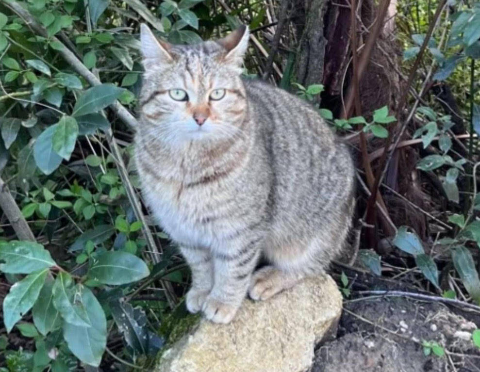 A Olginasio si cerca Polpetta