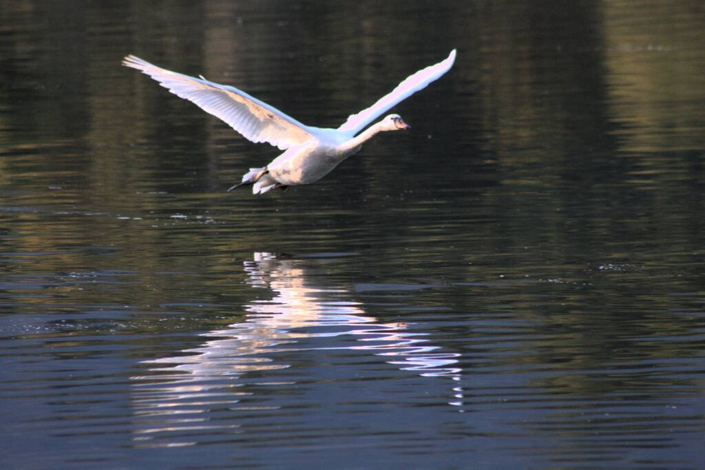 Sorvolo con ammarraggio