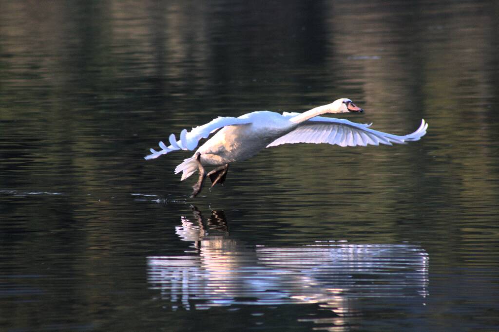 Sorvolo con ammarraggio